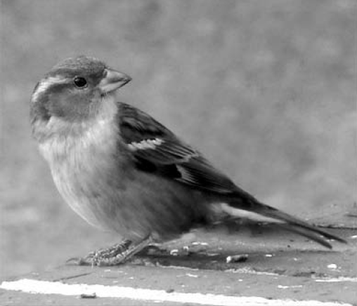 צפור דרור (Sparrow)