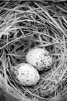 קן צפור בארגז תריסים