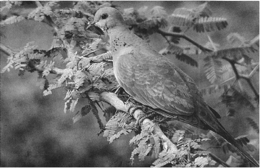 תור העיר (Palm Dove): המצוי לרוב בכל עיר ועיר בארץ ישראל ומרבה להתקנן על אדני החלון