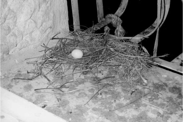 קן תור על אדן החלון