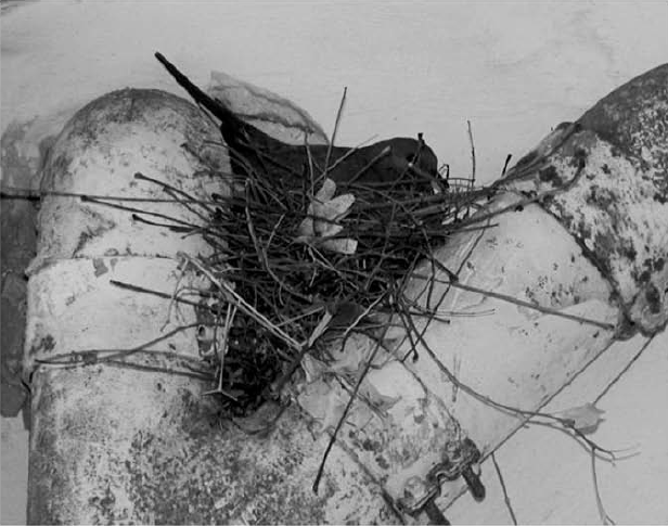 תור אחרי הטלת הביצים