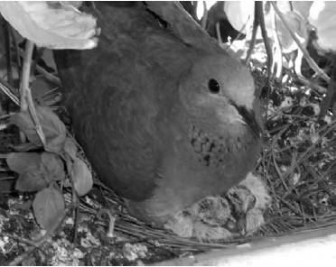 אם רובצת על אפרוחיה