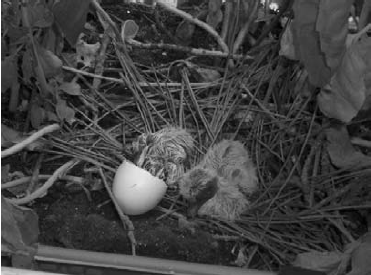 אפרוח בוקע מאחד הביצים