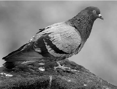יונת סלעים (Rock Pigeon)